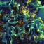 Alcohol Impairs Gut Autophagy Leading to Barrier Breakdown