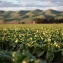 Can climate‑risk farming improve nutrition for aging adults?