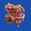 Can gut microbiome profiling predict early brain aging?
