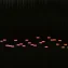 Does nightly pink noise improve biological age markers?