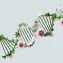How CRISPR Gene Editing Impacts Longevity
