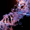 How CRISPR affects biological age