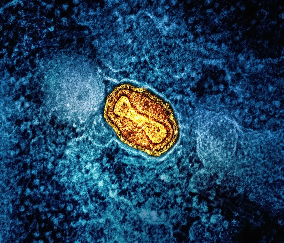 KIF12's role in mitochondrial health for liver aging