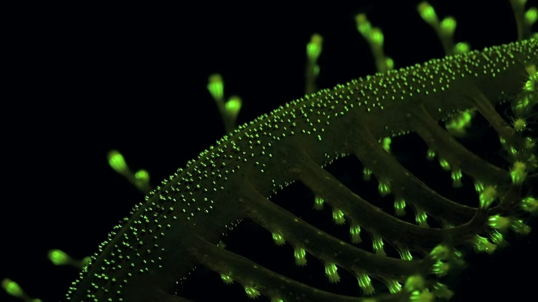 What a gut‑microbiome barcode reveals about biological age