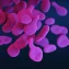 What cGAS‑STING activation reveals for DNA‑based lupus diagnostics