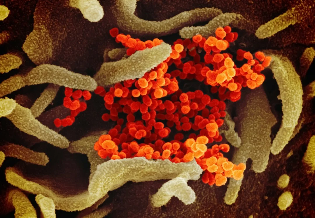 What gut microbiome‑linked vaccine responses reveal for precision