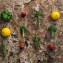 What ultra‑processed food metabolomics reveal for precision