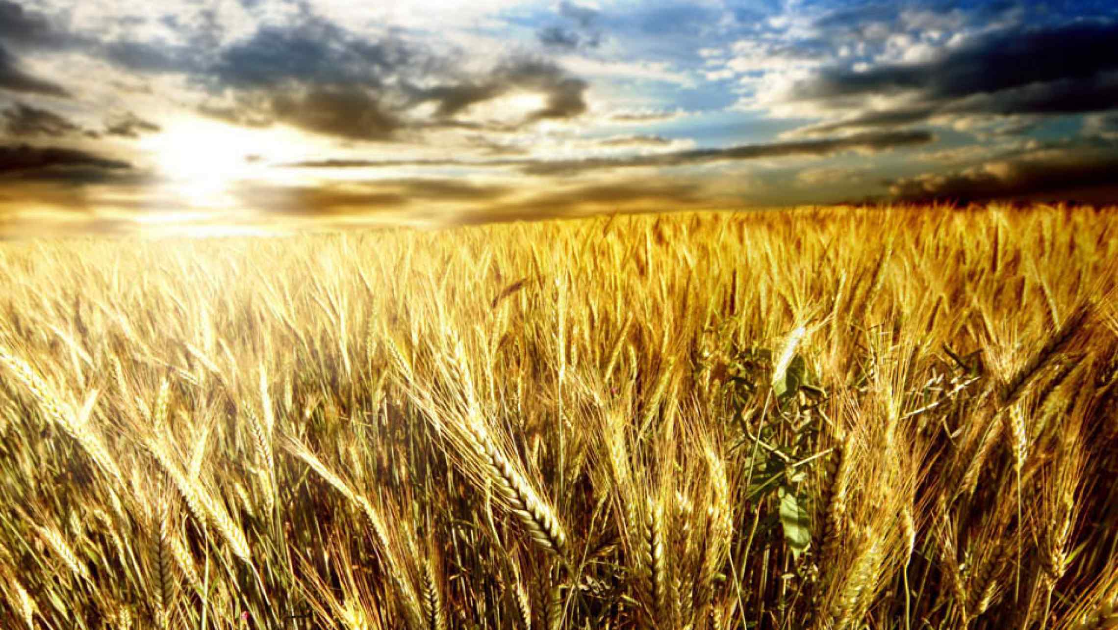 NEWLY-DECODED WHEAT GENOME OPENS THE DOOR TO ENGINEERING SUPERFOODS