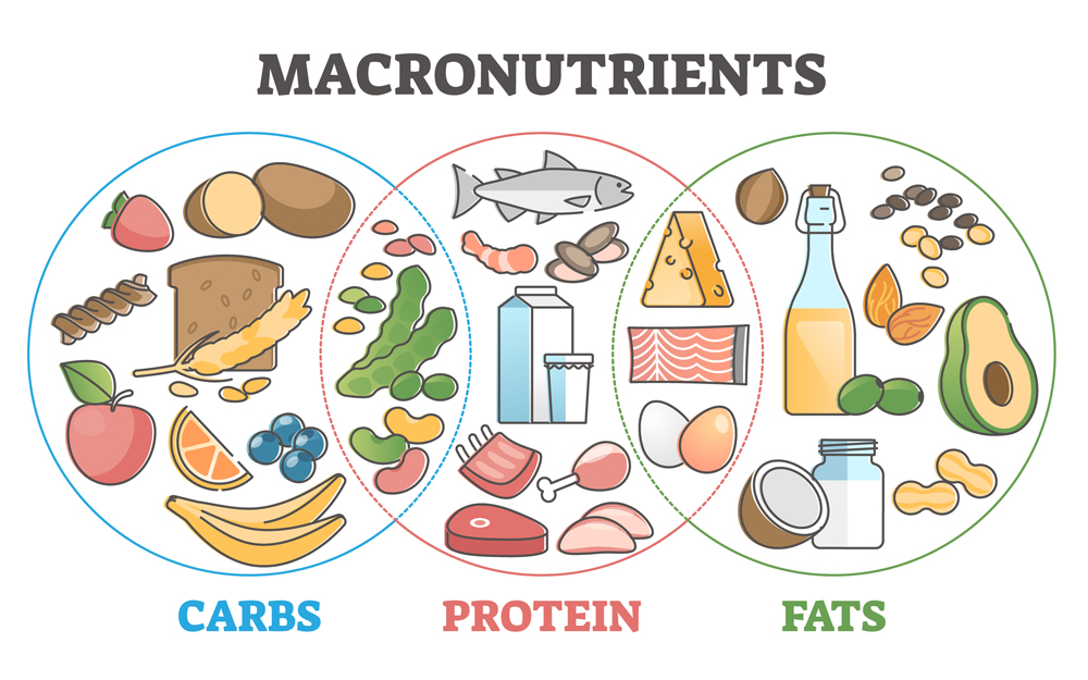 Macronutrients Explained: Carbs, Proteins and Fats