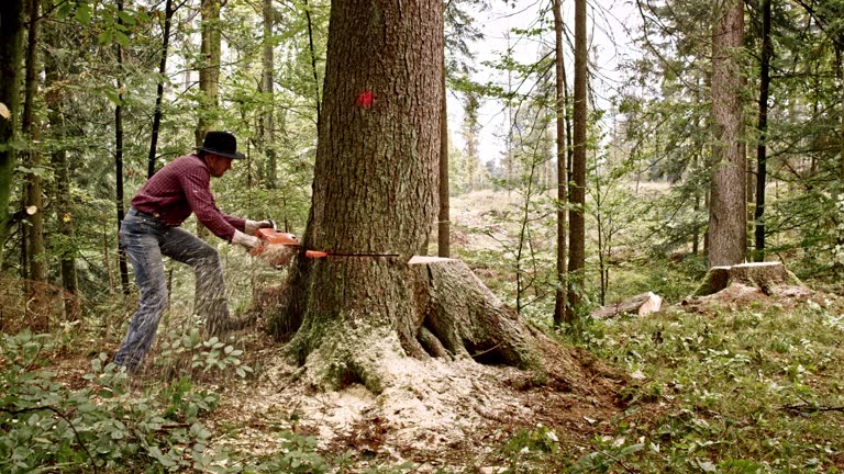 Deforestation: Protecting the World’s Forests