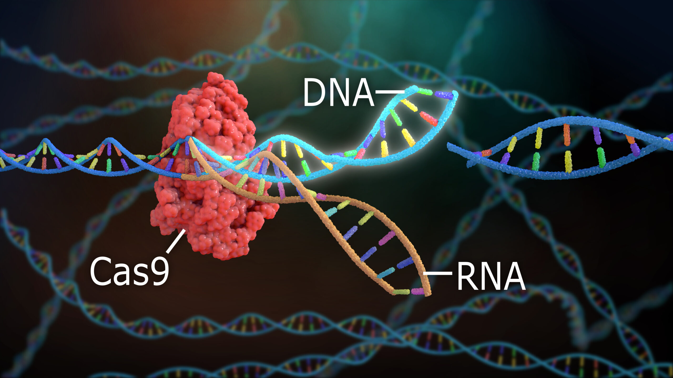 CRISPR and Gene Editing: The Future of Genetic Therapies