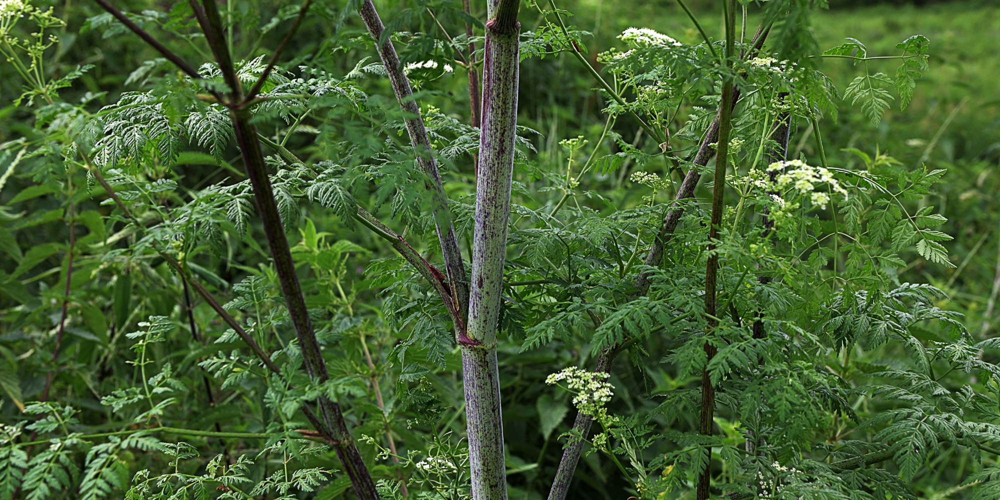 Avoiding Dangerous Plants and Fungi
